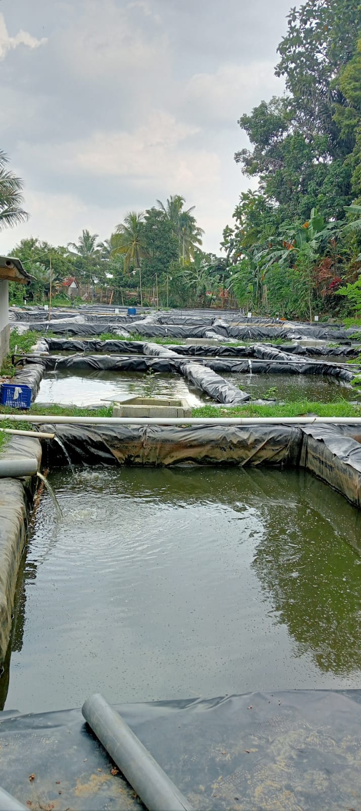 Ikan Air Tawar