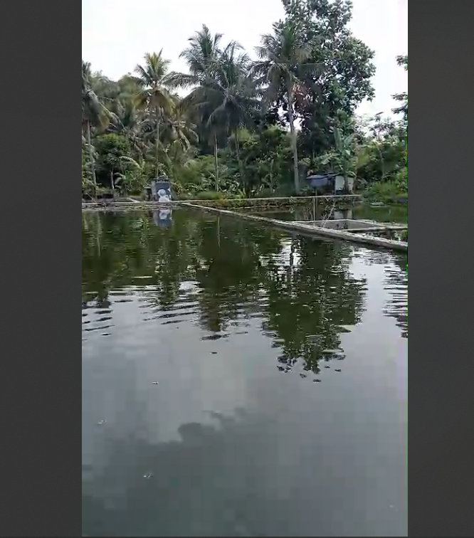 Ikan Air Tawar