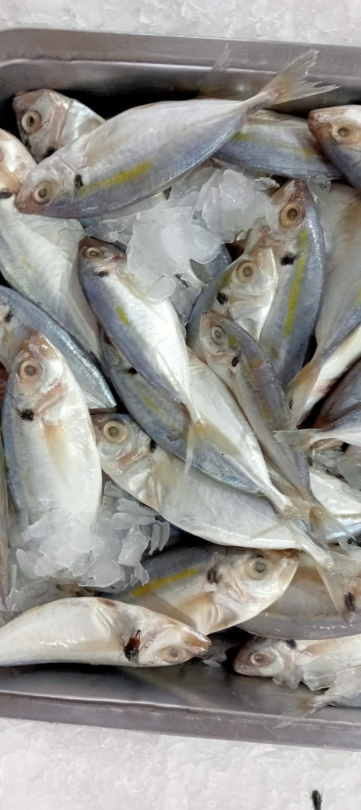 Ikan Beku