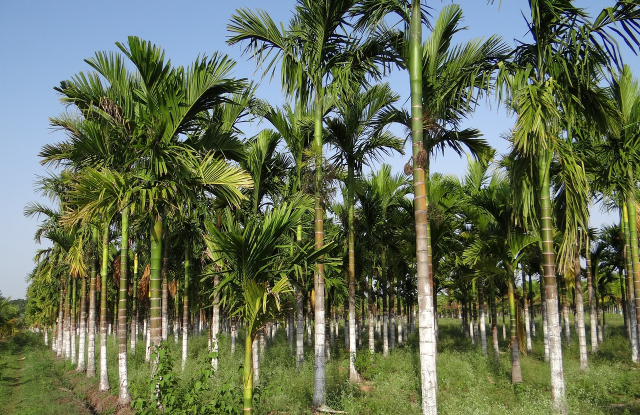 Pinang